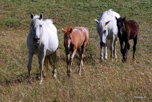 Chevaux en Haute-Provence-PhotosLP Fallot (2).JPG