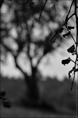 Arbre -PhotosLP Fallot (1).jpg