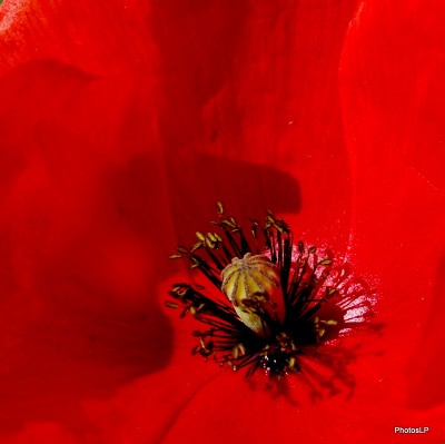 Fleurs rouges -PhotosLP Fallot (3).JPG