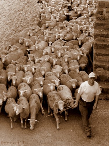 Moutons dans le village-PhotosLP Fallot (1).jpg