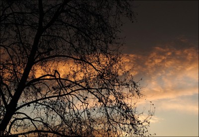 arbre,cagnes sur mer,soleil,hiver