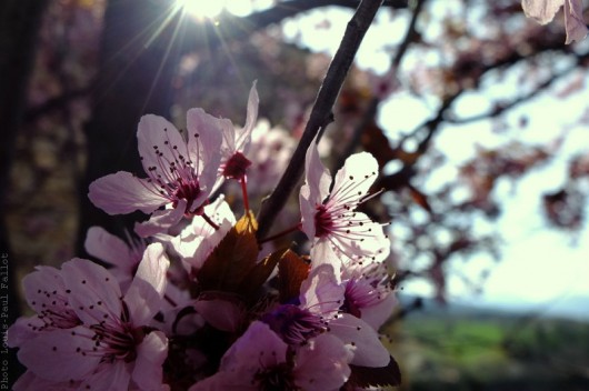 Méailles-Avril 2013-PhotosLP Fallot (1).jpg