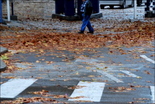 Pluie diluvienne-Feuilles-Cagnes-PhotosLP Fallot    (6).jpg