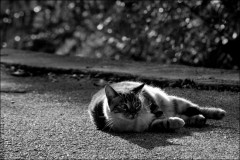 Le chat-PhotosLP Fallot.jpg