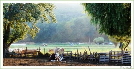 Ferme à VilleneuveLoubet-PhotosLP-2008.jpg