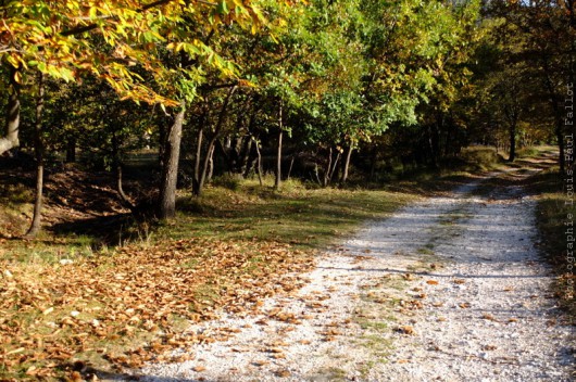 Chemins au Fugeret-PhotosLP Fallot (6).jpg