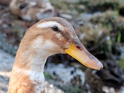 Canards au bord du Loup-PhotosLP Fallot (1).jpg