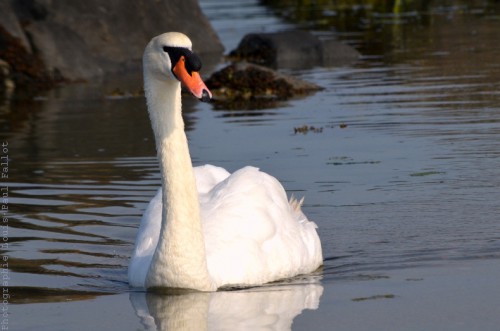 Un cygne avance sur l'eau-PhotosLP Fallot (4).jpg