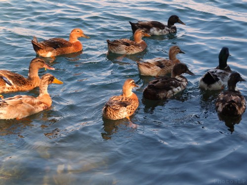 Canards au bord du Loup-PhotosLP Fallot (5).jpg