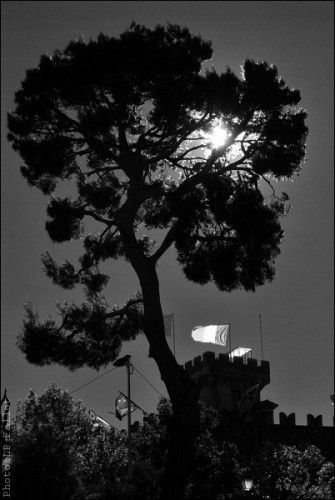 L'arbre du Haut de Cagnes-PhotosLP Fallot (3).jpg