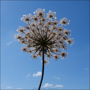 Fleurs du marais-PhotosLP Fallot.jpg