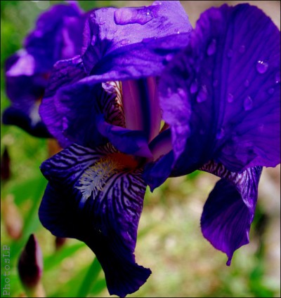 iris,8 mai,robert desnos,poème,photo,printemps