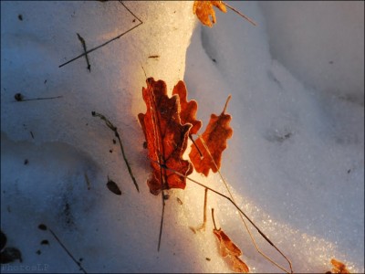 Col de Vence le 1er janvier 2011-PhotosLP Fallot (5).jpg