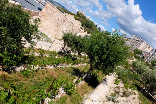 marseille,mucem,musée,expositions,jardin