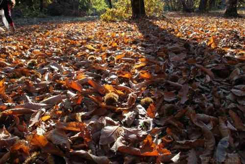 Automne en Haute Provence-PhotosLP Fallot -Série 2  (12).jpg