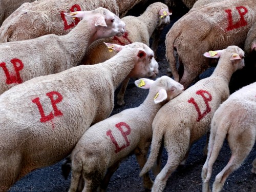 Moutons dans le village-PhotosLP Fallot (15).jpg