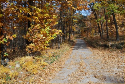 Quand la route devient chemin-PhotosLP Fallot-2010 (9).jpg