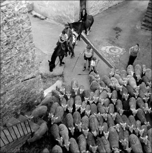 transhumance,méailles,photo