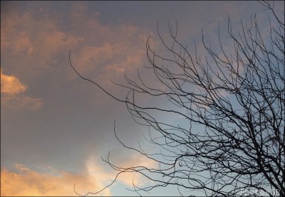 arbre,cagnes sur mer,soleil,hiver