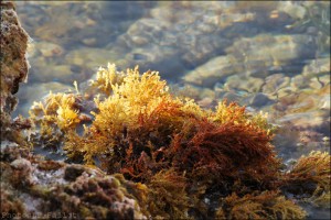 Plage des ondes-PhotosLPFallot (2).jpg