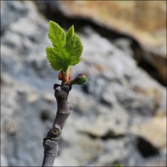 Un pont en Provence-PhotosLP Fallot-Avril 2011 (10).jpg