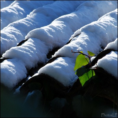 Du vert sur un toit blanc-PhotosLP fallot.jpg