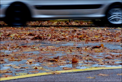 Pluie diluvienne-Feuilles-Cagnes-PhotosLP Fallot    (4).jpg