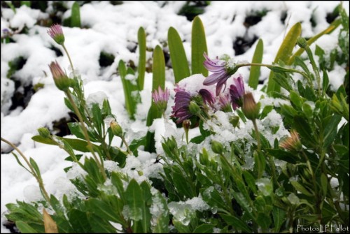 Fleurs sous la neige à Nice-PhotosLP Fallot.jpg