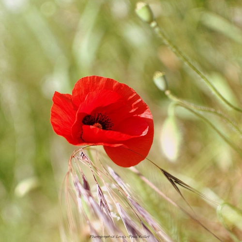 coquelicot,mai,poème,printemps