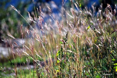 Méailles-octobre 2009-PhotosLP Fallot.JPG