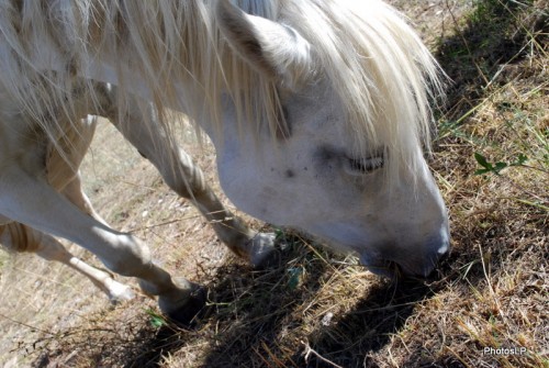 Chevaux en Haute-Provence-PhotosLP Fallot (5).JPG