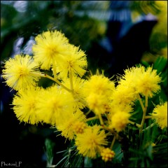 Mimosa-PhotosLP Fallot (3).jpg