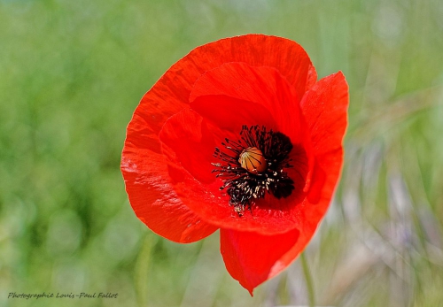 coquelicot,mai,poème,printemps