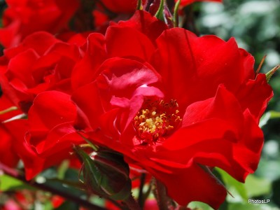 Fleurs rouges -PhotosLP Fallot (6).JPG