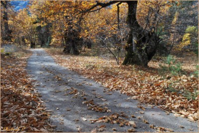 Quand la route devient chemin-PhotosLP Fallot-2010 (4).jpg