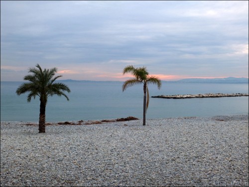 st laurent du var,photo,plage,hiver,arbre