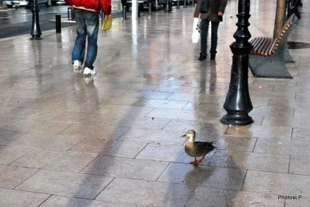 Canard sur le Cours-PhotosLP.JPG