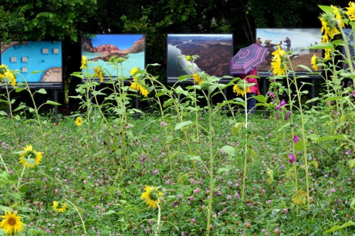 Festival Photo  La Gacilly-PhotosLP Fallot (9).jpg