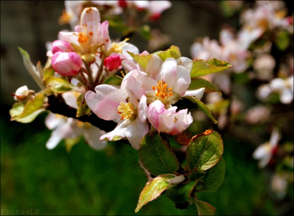 Acte 1 d'un nouveau printemps-PhotosLP.jpg