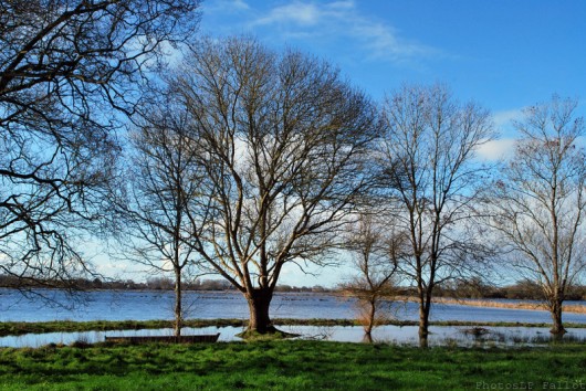 carte de france des paysages,brière,st malo de guersac,ile d'errand,hiver,parc régional,bateau,arbre,bretagne