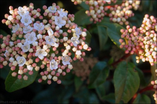 Fleurs en hiver-PhotosLP Fallot (1).jpg