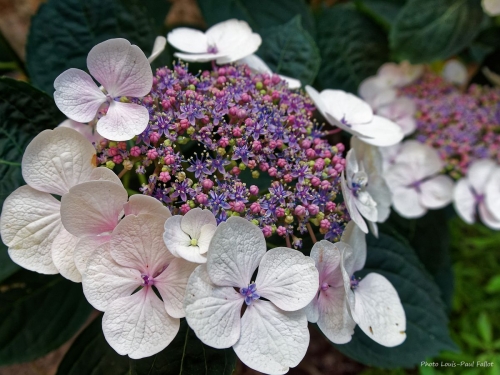 Hortensia_Photo LP Fallot.jpg