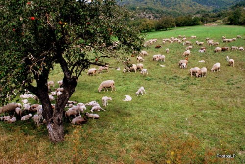  AGNEAUX-FUGERET-OCTOBRE 2009-PhotosLP Fallot (2).JPG