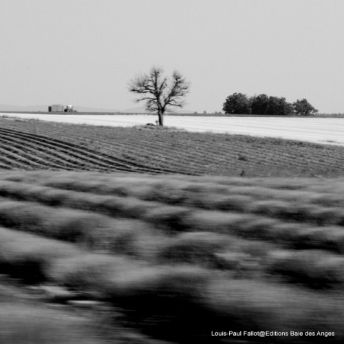 train des pignes,arte,de mer à monts,livre,éditions baie des anges,provence