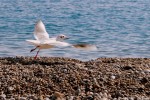 La mouette rieuse-PhotosLP Fallot (3).jpg