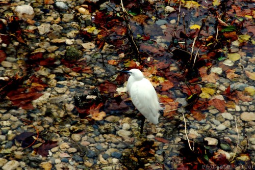 La Cagne en automne-2012-PhotosLP Fallot   (7).jpg