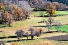 Automne- Haute-Provence- Novembre 2009-PhotosLP Fallot (3).JPG