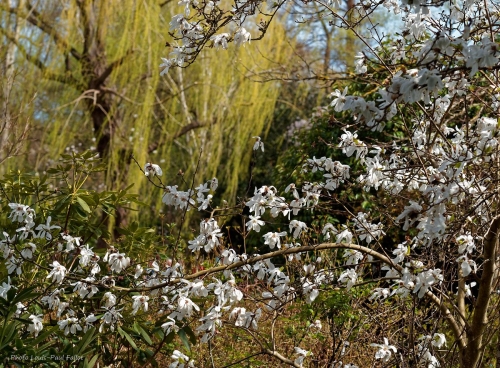 Monet à Giverny_Photo LP Fallot  (8).jpg