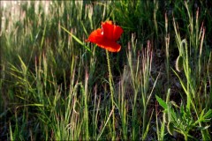 Le 1er coquelicot-PhotosLP Fallot (6).jpg