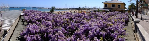 Glycine à San Remo-PhotosLP Fallot (10).jpg